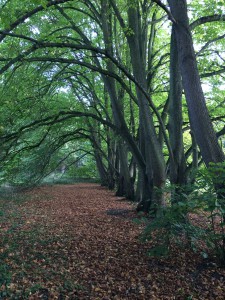 Row of Trees 